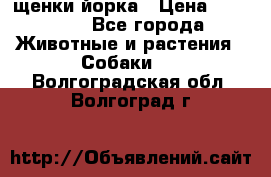 щенки йорка › Цена ­ 15 000 - Все города Животные и растения » Собаки   . Волгоградская обл.,Волгоград г.